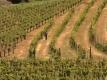 Guide To Smith Madrone Vineyards